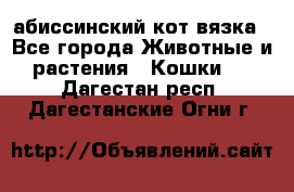 абиссинский кот вязка - Все города Животные и растения » Кошки   . Дагестан респ.,Дагестанские Огни г.